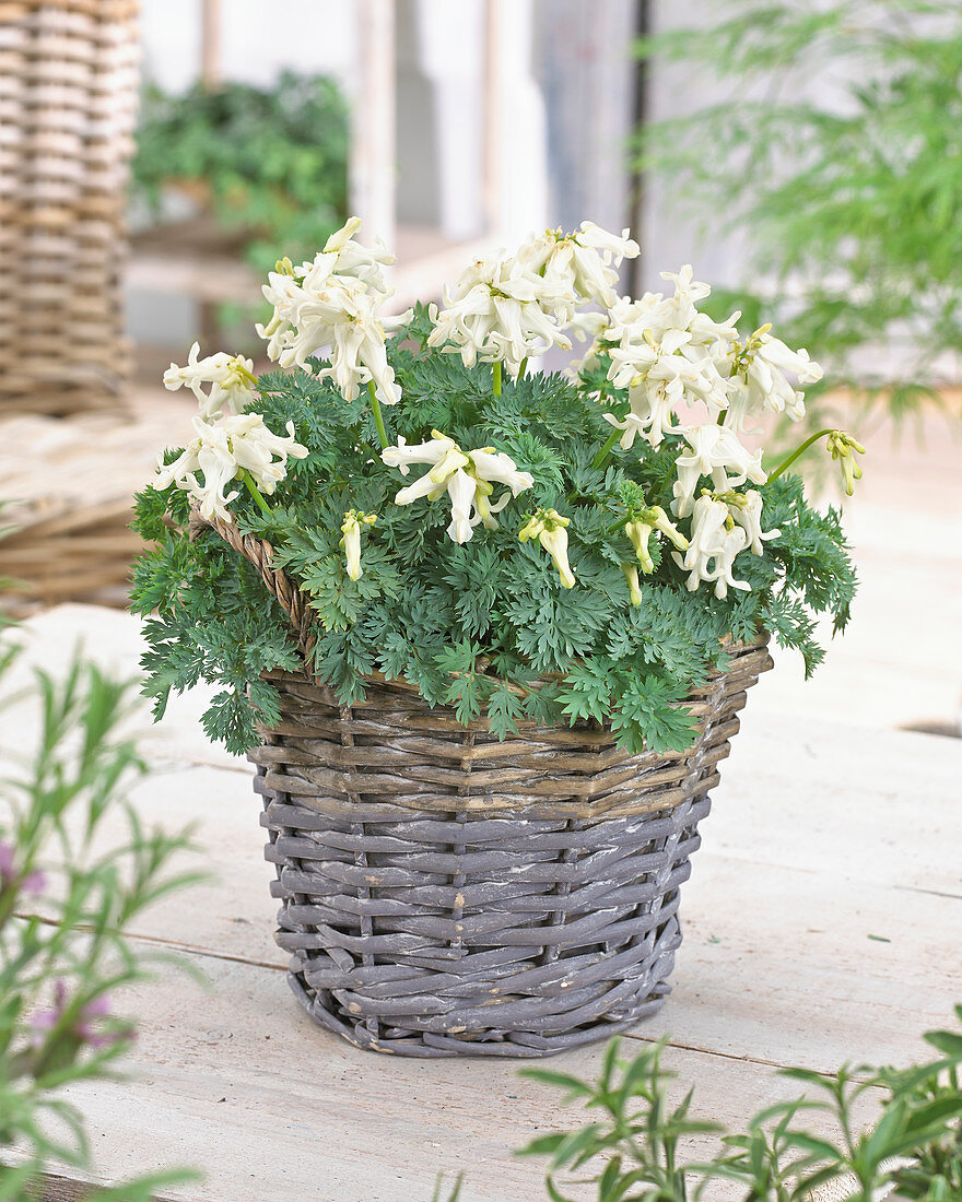 Dicentra Ivory Hearts