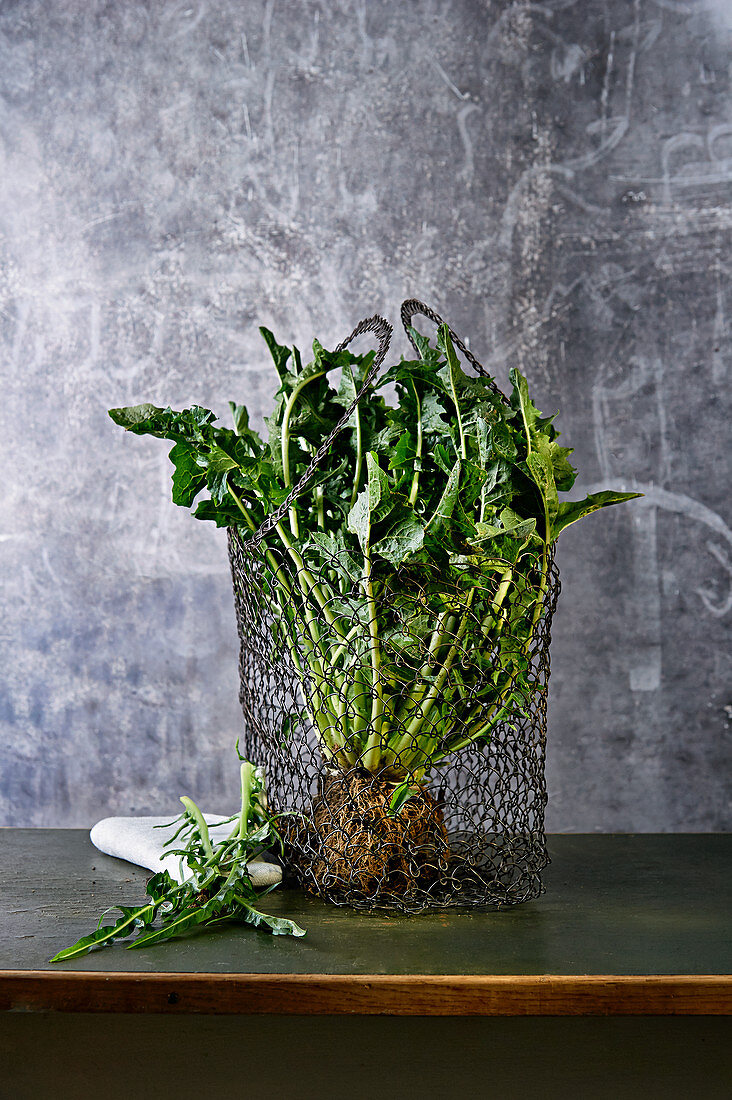 Puntarelle with root ball in a wire basket