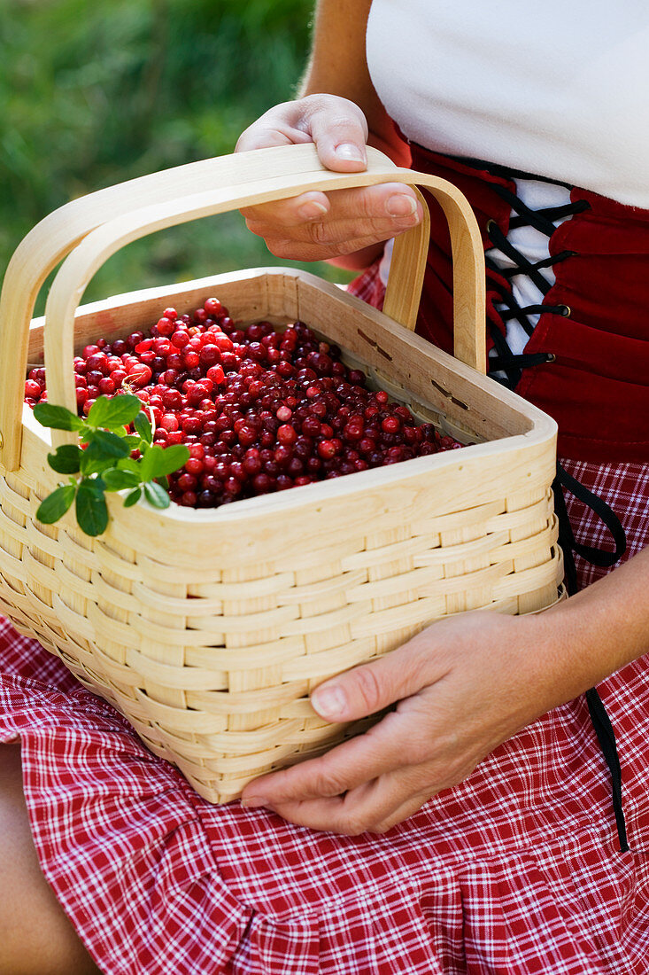 Frisch gepflückte Preiselbeeren in einem Korb