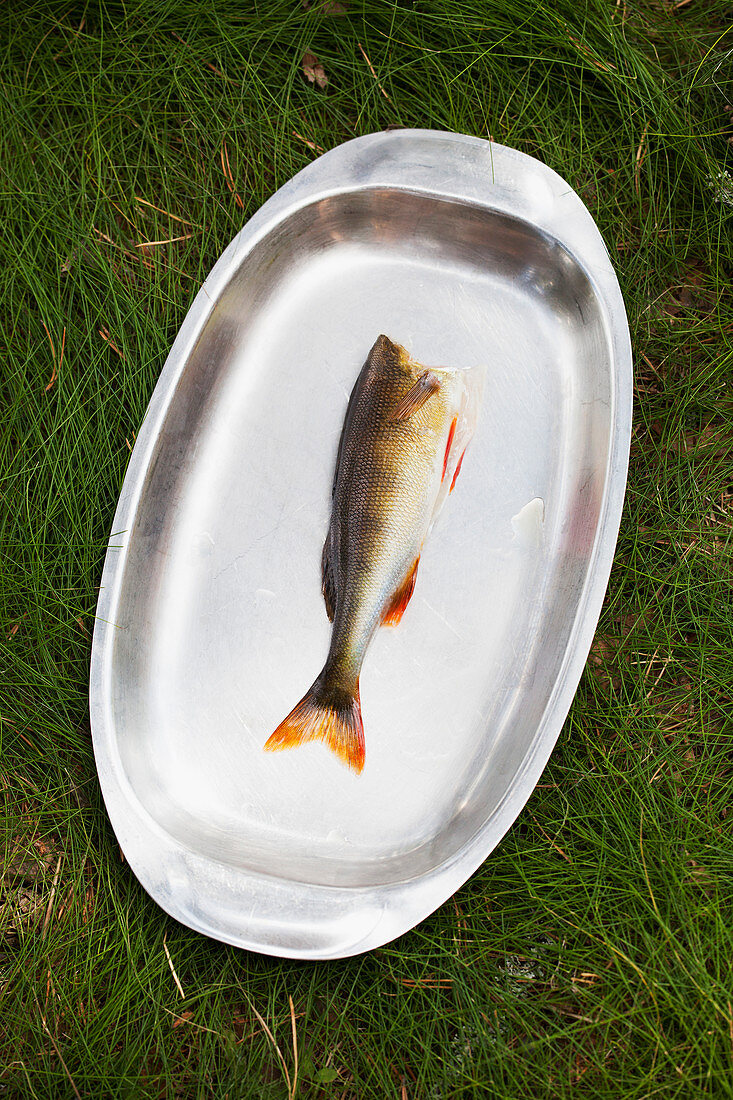 Fisch ohne Kopf in einer Metallschale