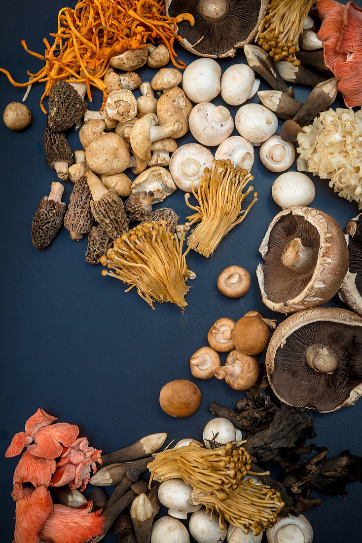 Assorted Mushrooms on a dark background