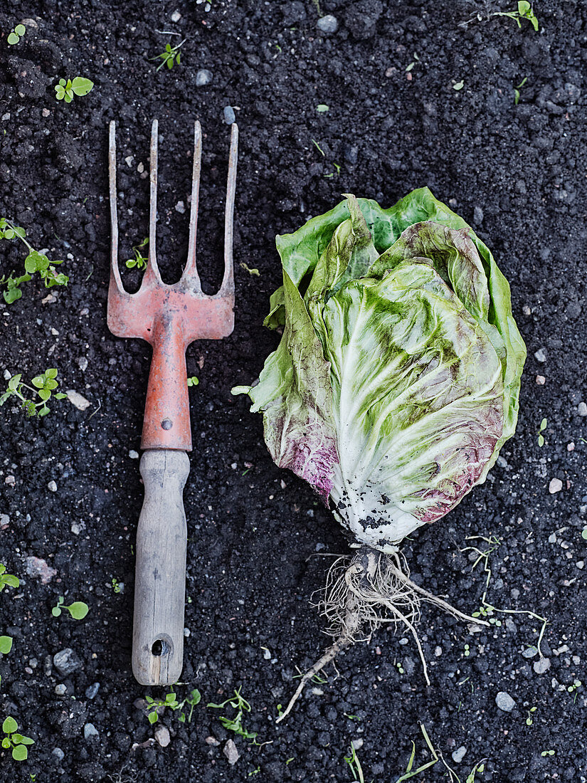 Garden fork and lettuce