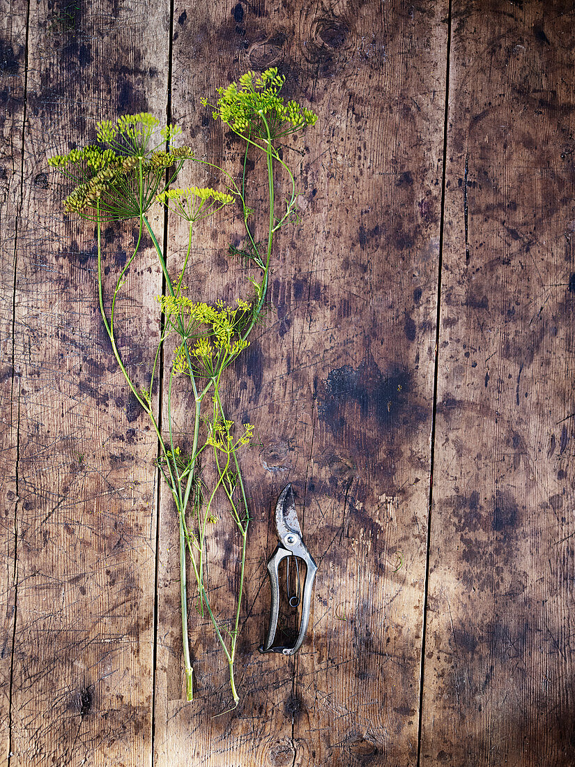 Fennel flowers and secateurs on wooden background
