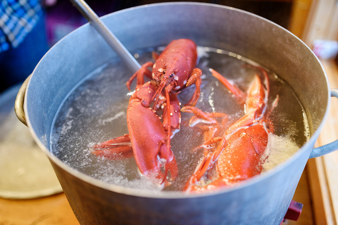 Boiling lobsters