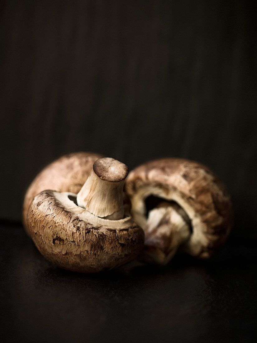 Mushrooms on black background