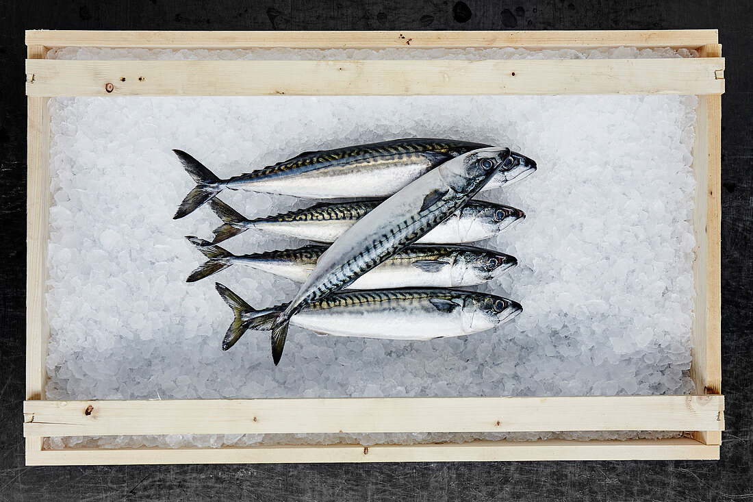 Fresh mackerel on ice