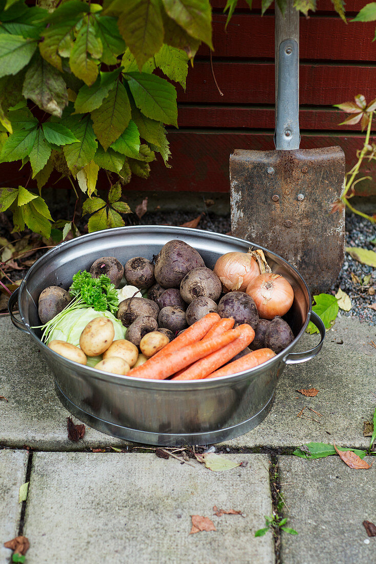 Freshly harvested root vegetables in a metal washing bowl