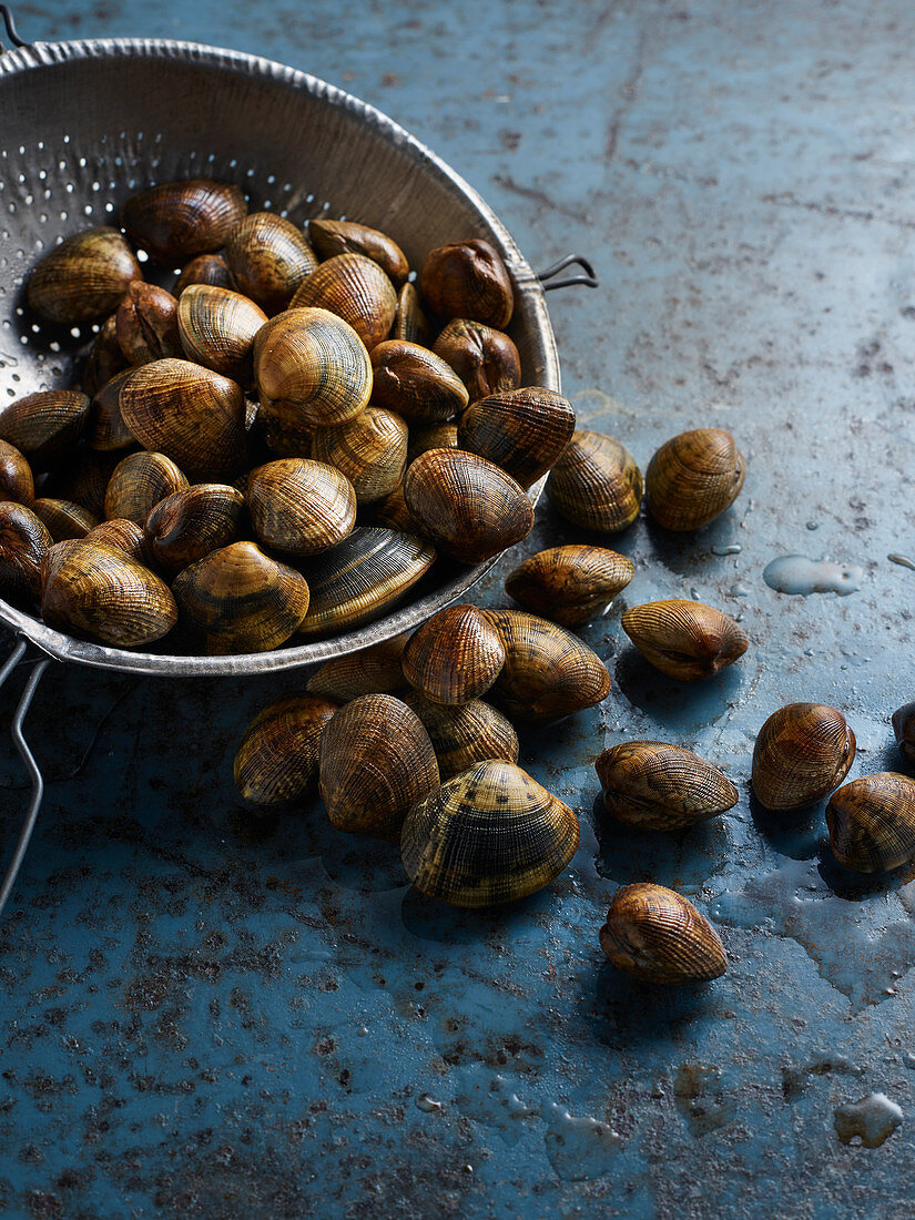 Frische Venusmuscheln im Sieb