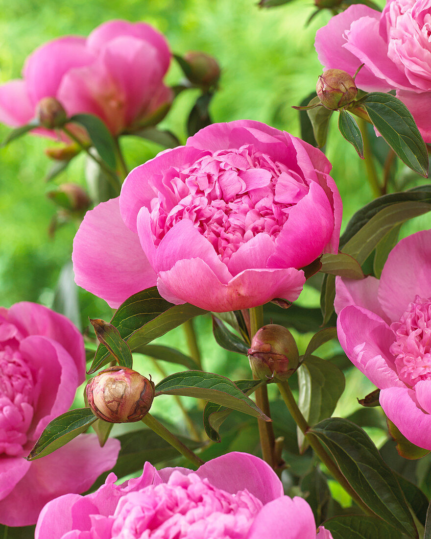 Paeonia Lady Anna