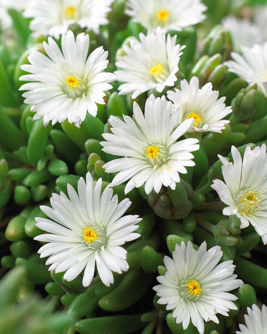 Delosperma Graaf Reinet