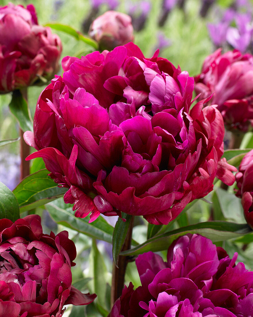 Paeonia Peter Brand