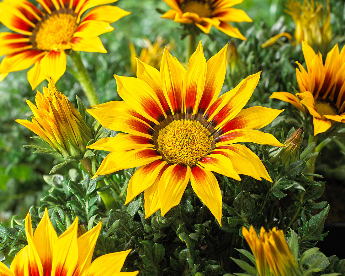 Gazania Giant Yellow Red Striped