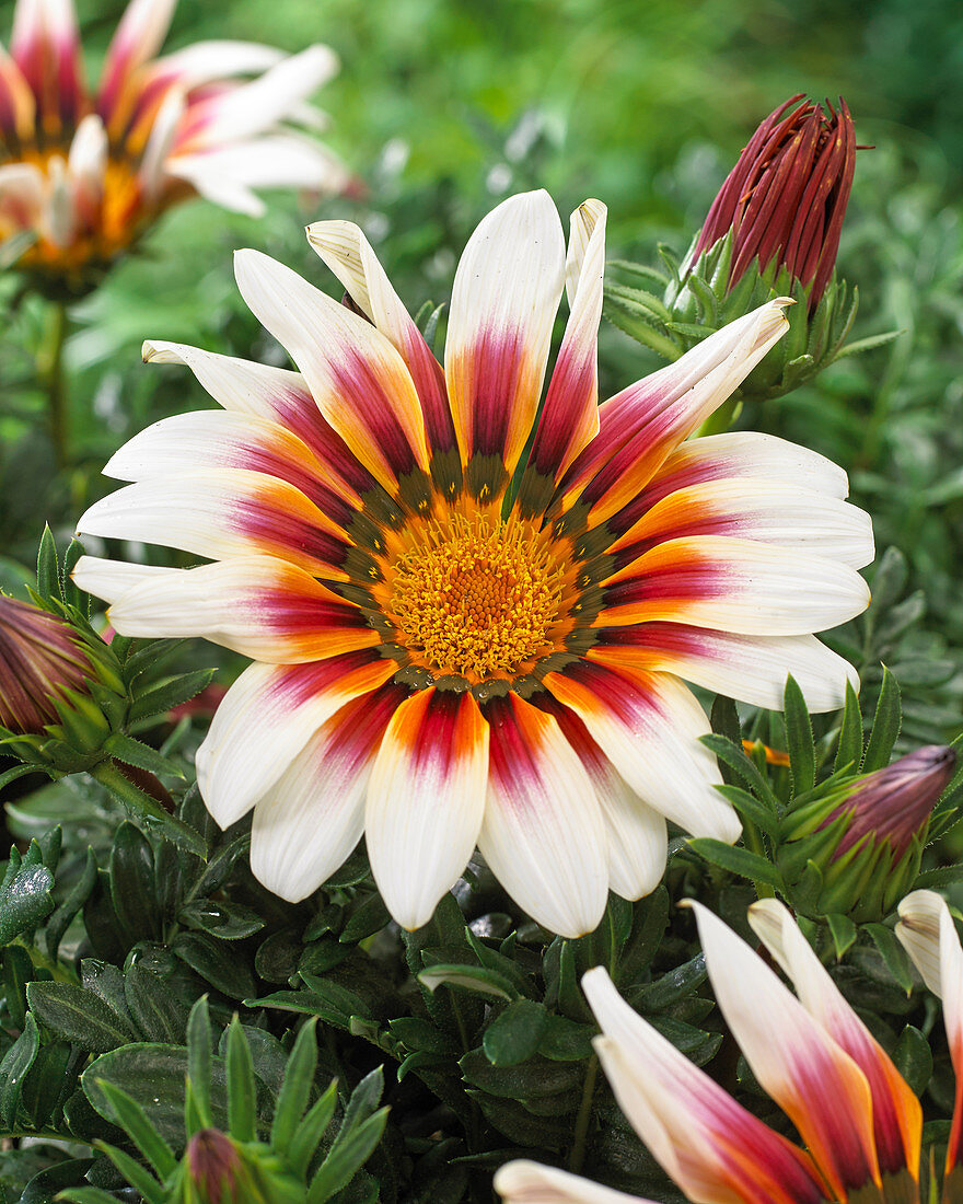 Gazania Giant White Tricolor