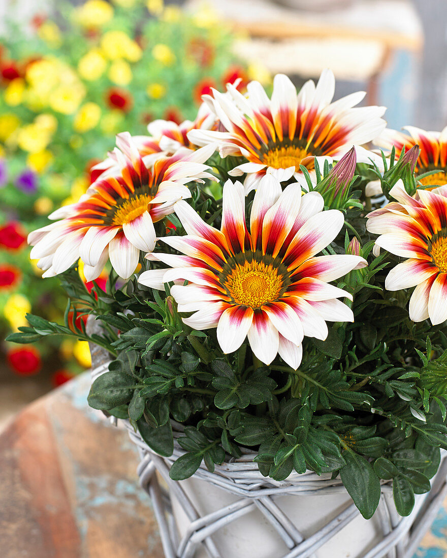 Gazania Giant White Tricolor