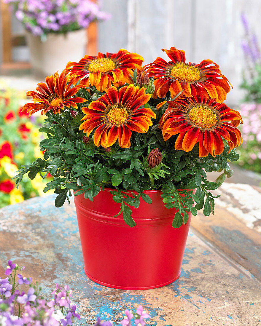 Gazania Giant Bronze Striped