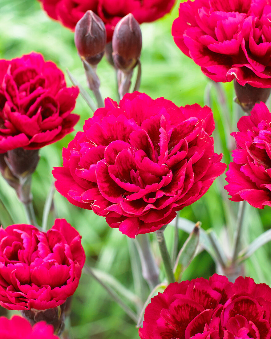 Dianthus Odessa® Red