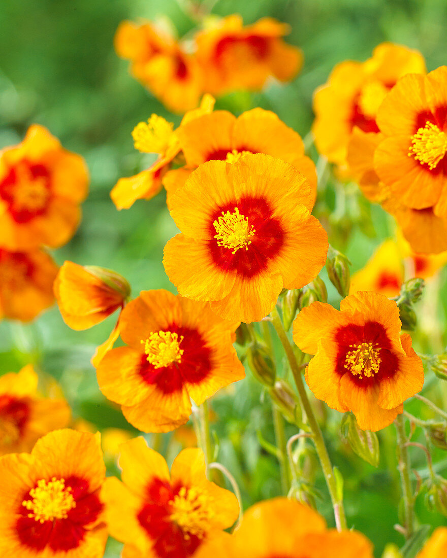 Helianthemum cultorum 'Ben Heckla'