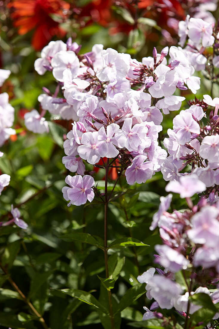 Phlox Franz Schubert