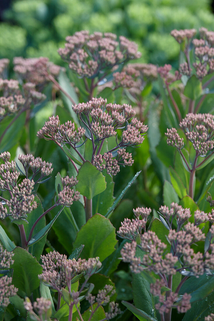 Sedum Mr. Goodbud