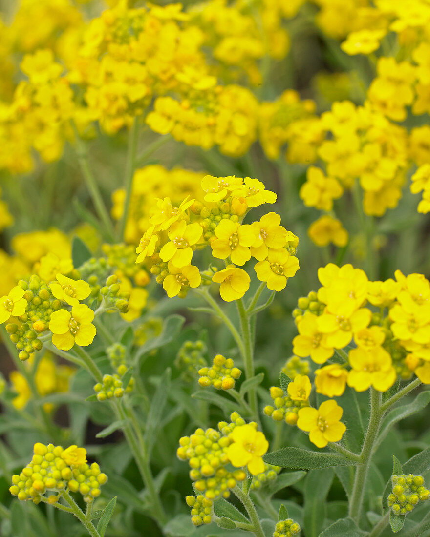 Aurinia saxatilis  syn. Alyssum saxatile