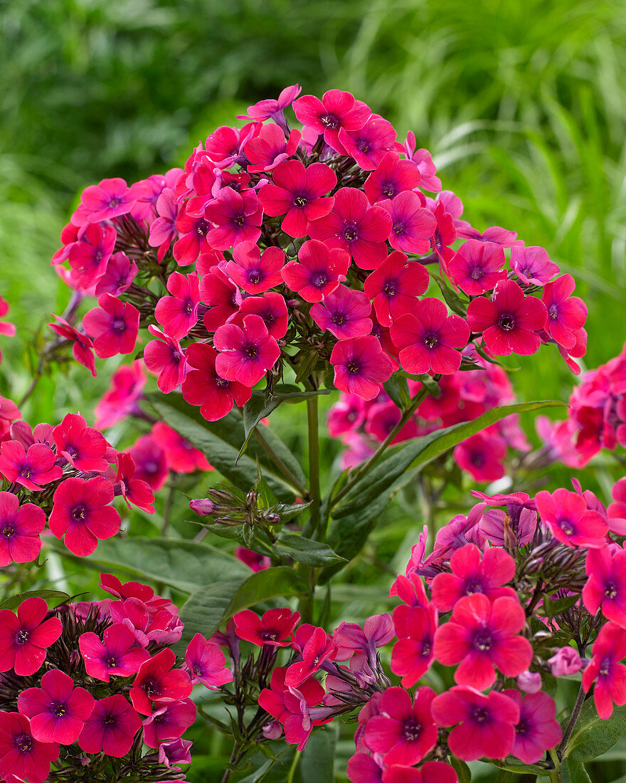 Phlox Twinkle Pink/Red 28-01