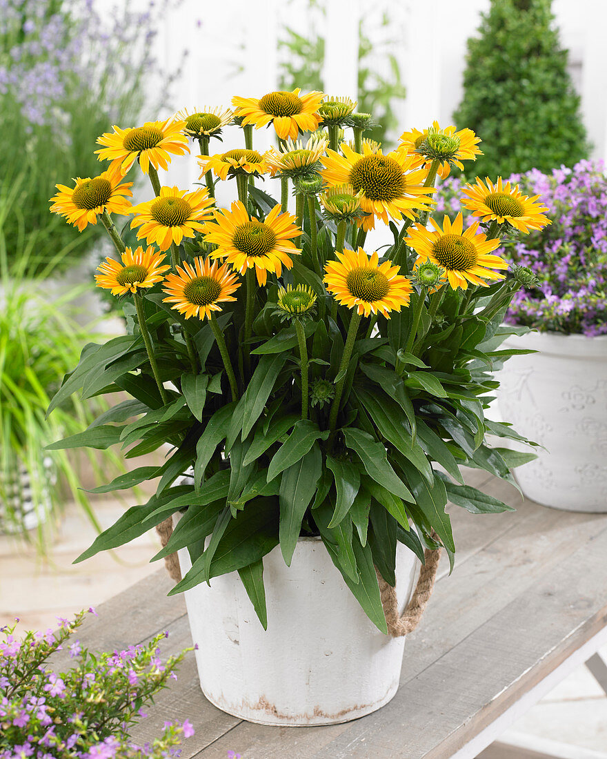 Echinacea SunSeekers Mellow