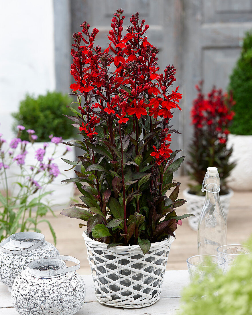 Lobelia speciosa Scarlet Princess