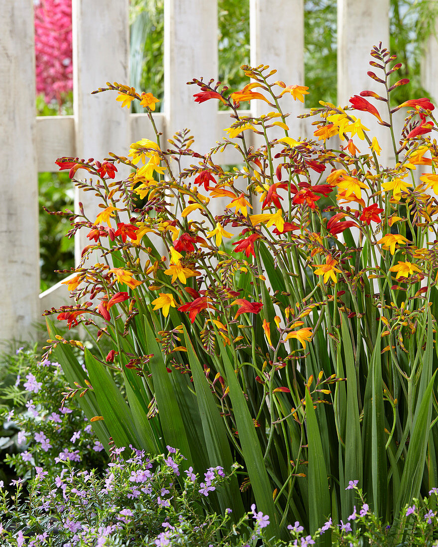 Crocosmia mixed