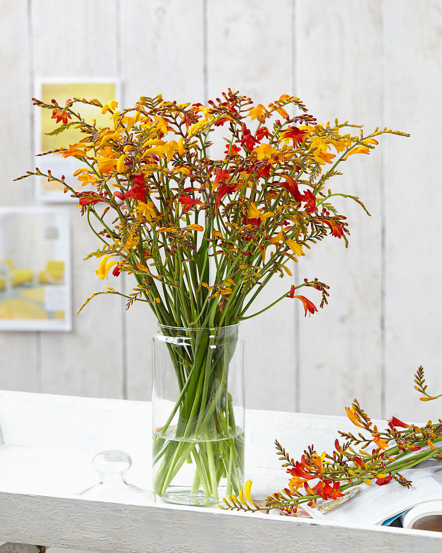 Crocosmia Farbmix