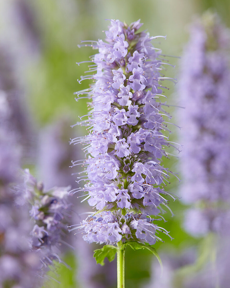 Agastache 'Blue Fortune'