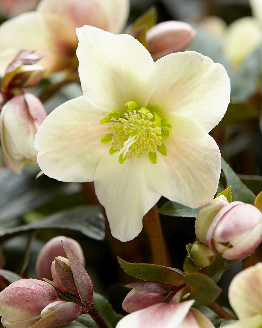 Helleborus HGC® Merlin