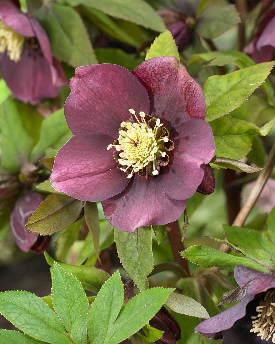 Helleborus orientalis Pretty Ellen Purple