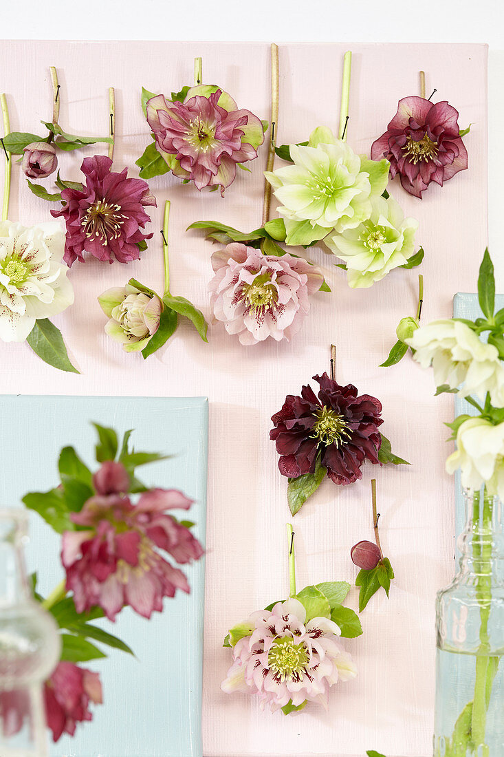 Helleborus mix