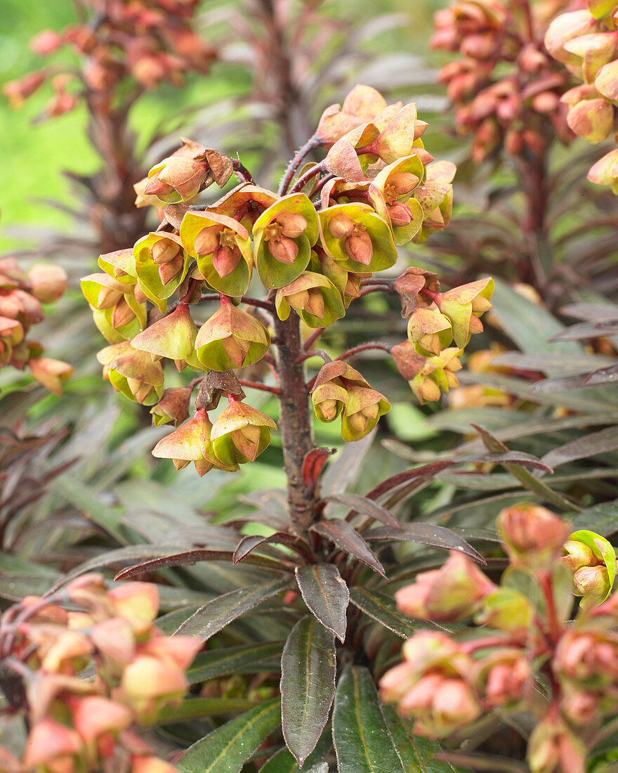 Euphorbia Blackbird