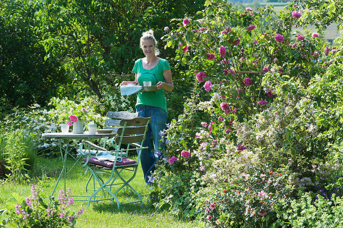 Woman sets the table on the flower bed with English rose 'Gertrude Jekyll' and weigela