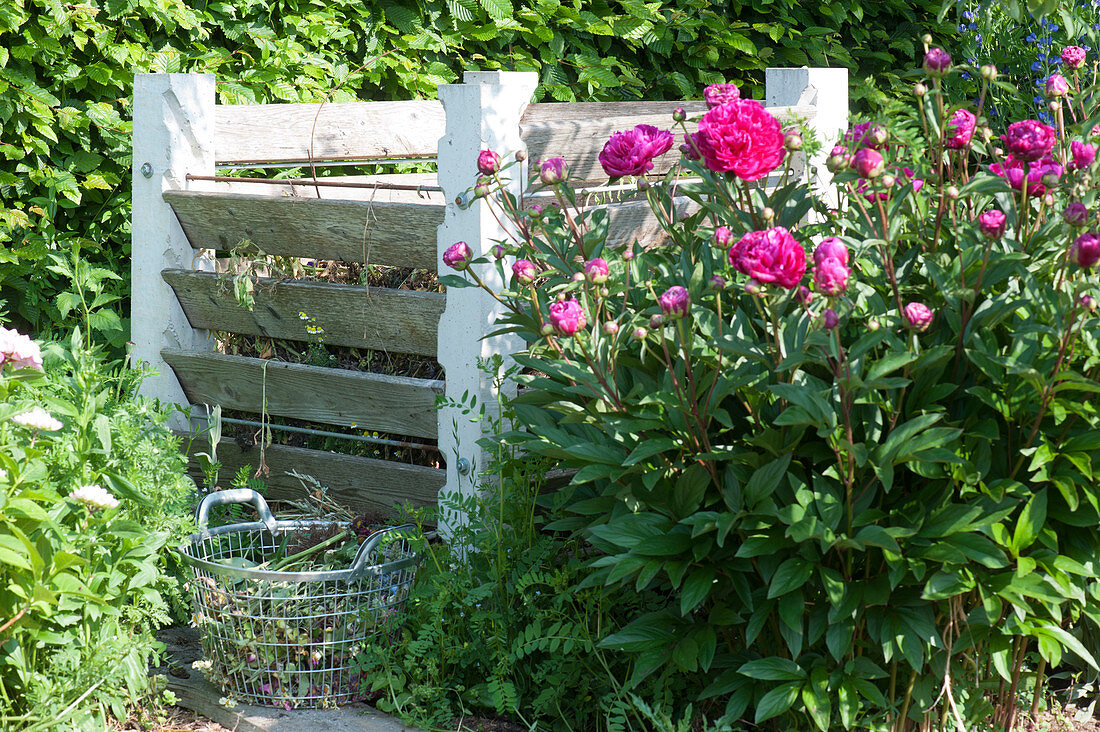 Peony blooms on the compost, basket with garden waste