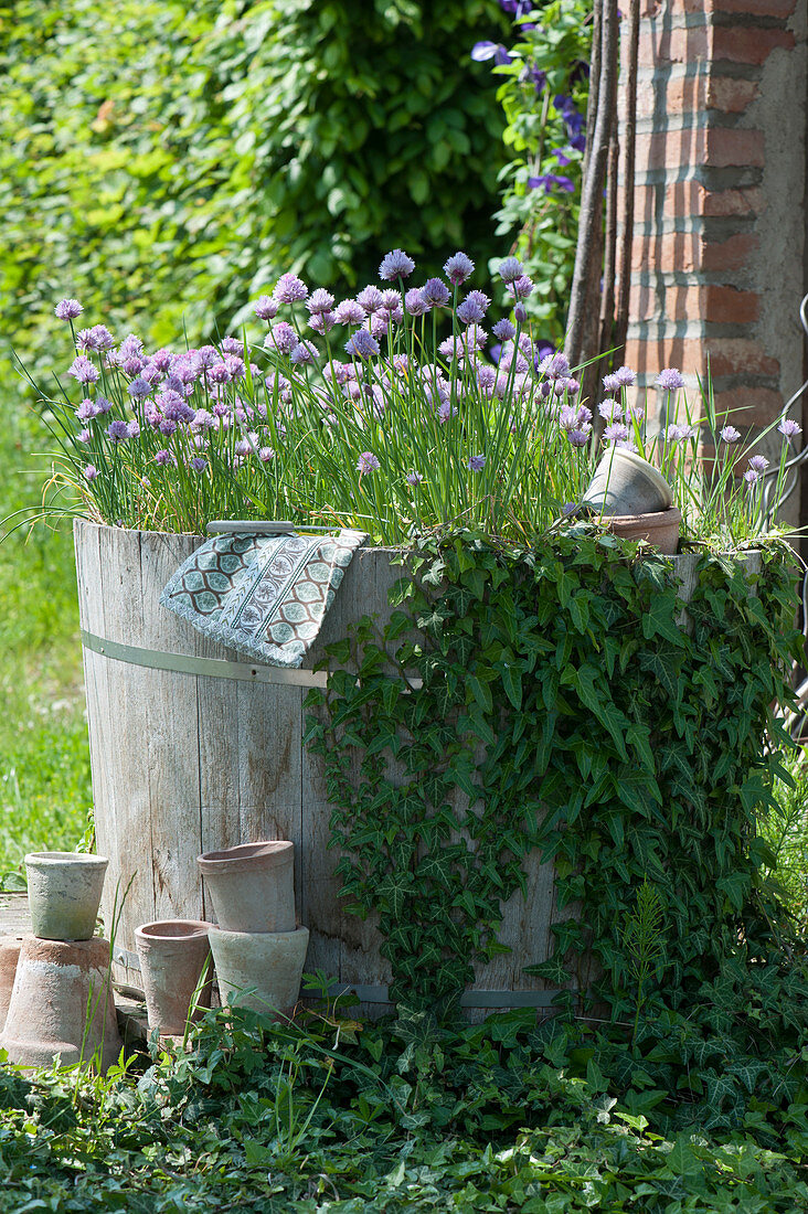 Wooden barrel with chives and ivy in the garden
