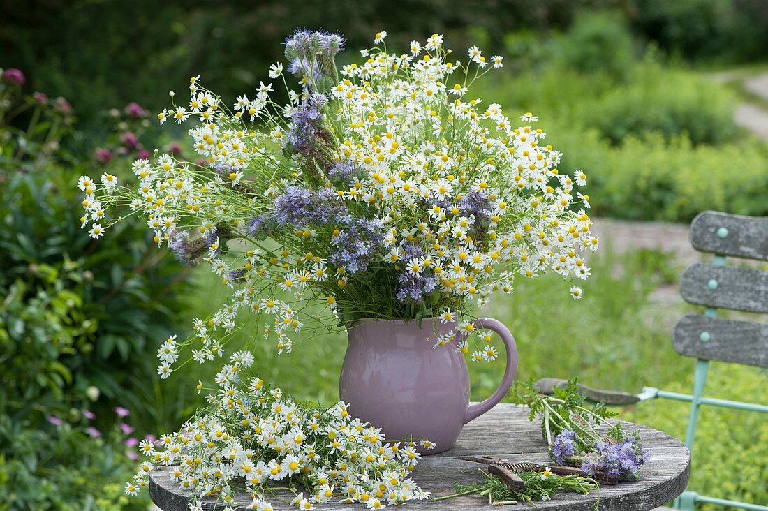 A bouquet of chamomile and Phacelia
