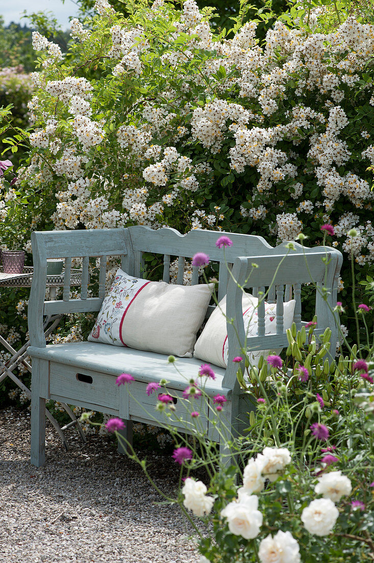 Wooden bench in front of a rose with many flowers