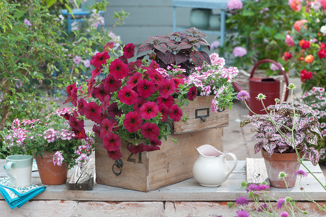Petunia, verbena Vepita 'Carmine Kiss' and Polka dot plant 'Red 2020' 'Pink' in repurposed drawers and clay pots