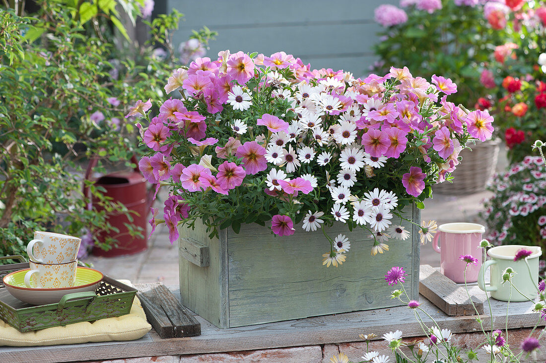Petunia 'Sunray Pink' and African daisy Summersmile 'Rosy White' in a box