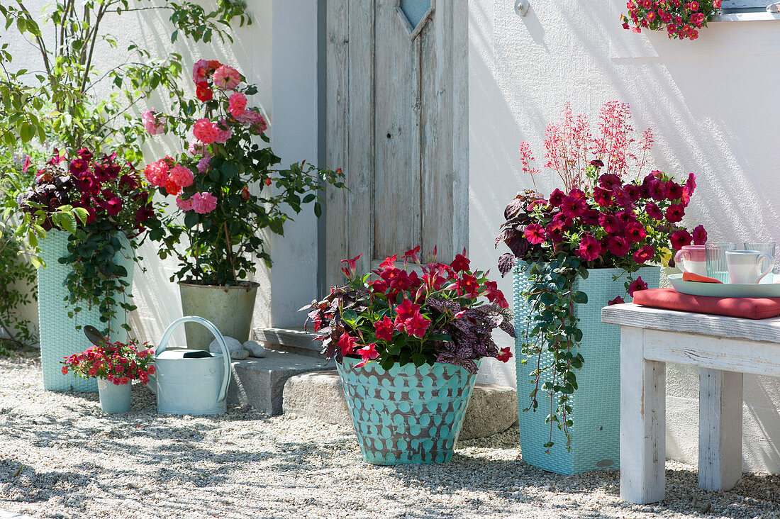 Red plants in turquoise pots: petunia, dipladenia, coral bells, polka dot plant 'Red 2020' 'Rose' 'Pink' and pennywort, fairytale rose 'Brothers Grimm'