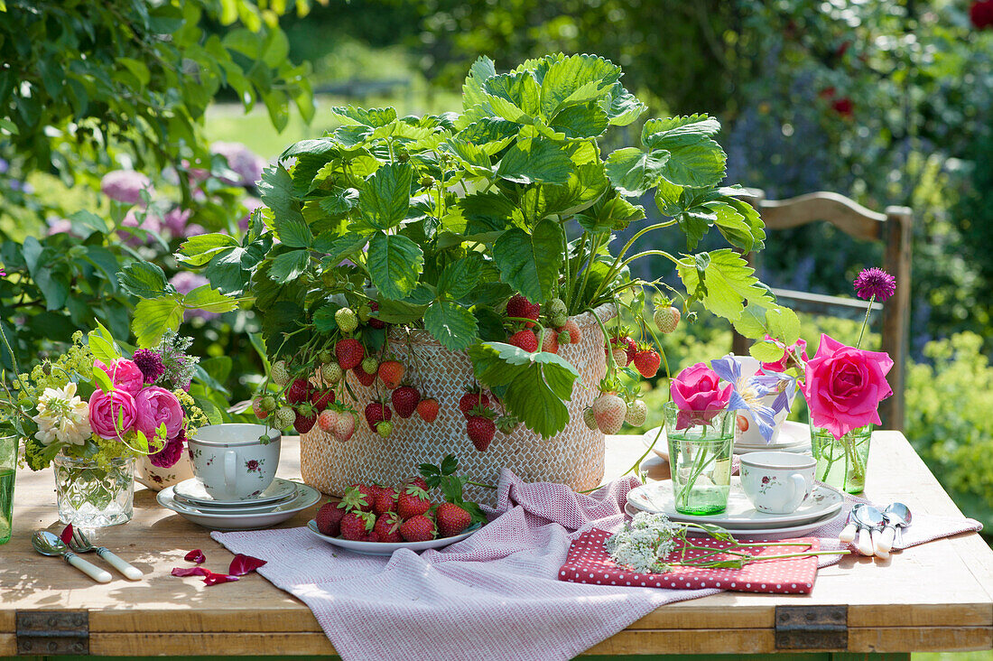 Strawberry plants with fruits as edible table decorations in a wicker basket