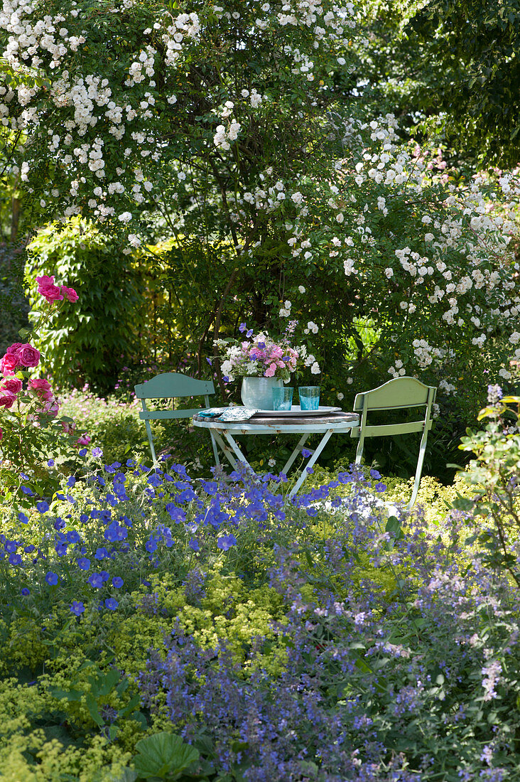 Shady seat between rose and bed with cranesbill, catmint and lady's mantle