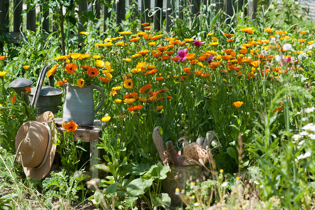 Bed with marigolds, bouquet in a jug on a stool