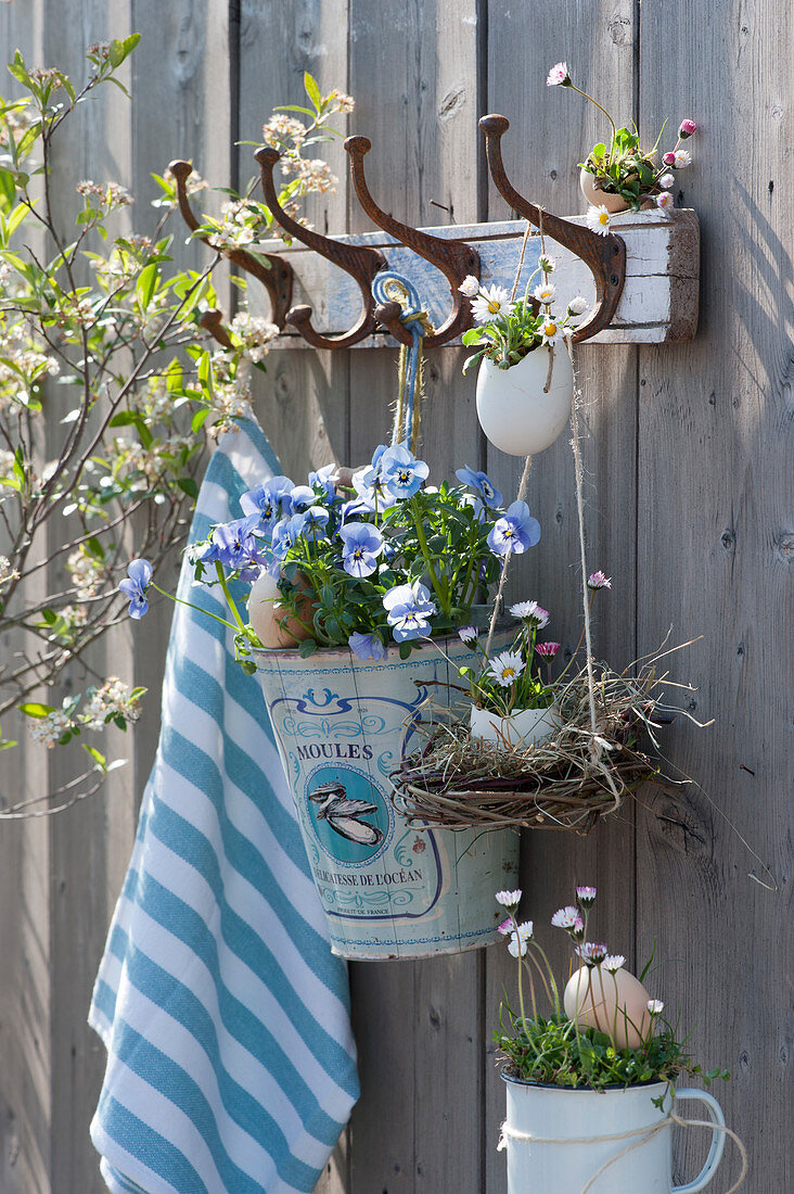 Easter decorations on coat hooks: Horned violets 'Sorbet XP f1 Marina' and daisies in eggshells, Easter basket made of twigs and hay