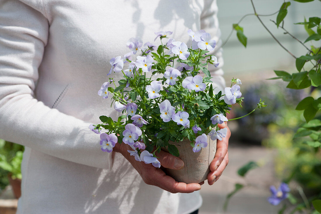 Woman holding pot of Horned Violets Rocky 'Lavender Blush'