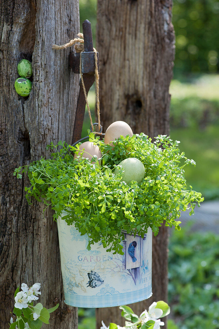 Garden cress with Easter eggs hung in a bucket