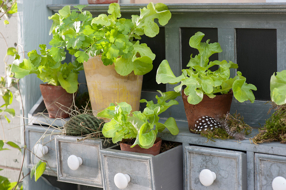 Pots with lettuce and coriander