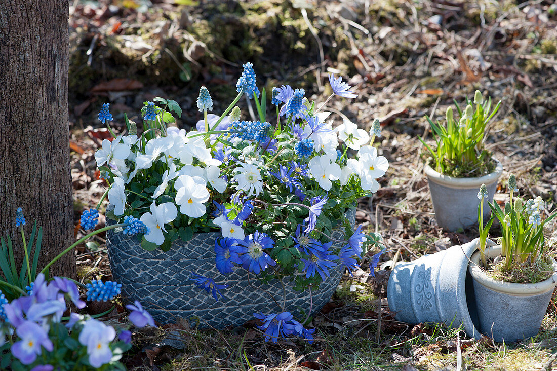 Kleine Frühlingsdeko im Garten mit Strahlenanemone, Hornveilchen und Traubenhyazinthen in Töpfen